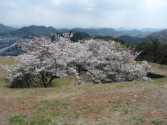 Hanami Walk Course 2