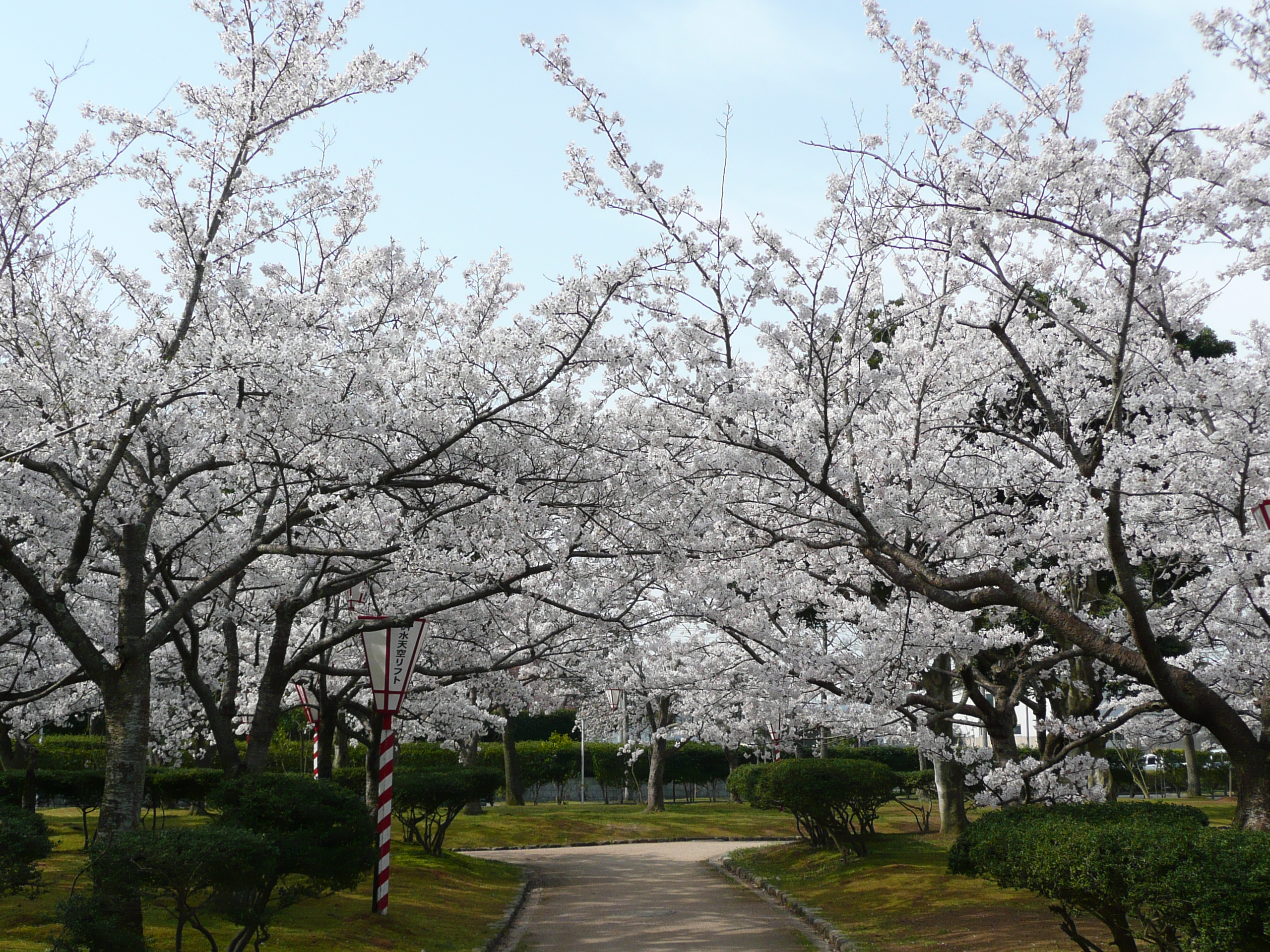 湊山公園の桜3