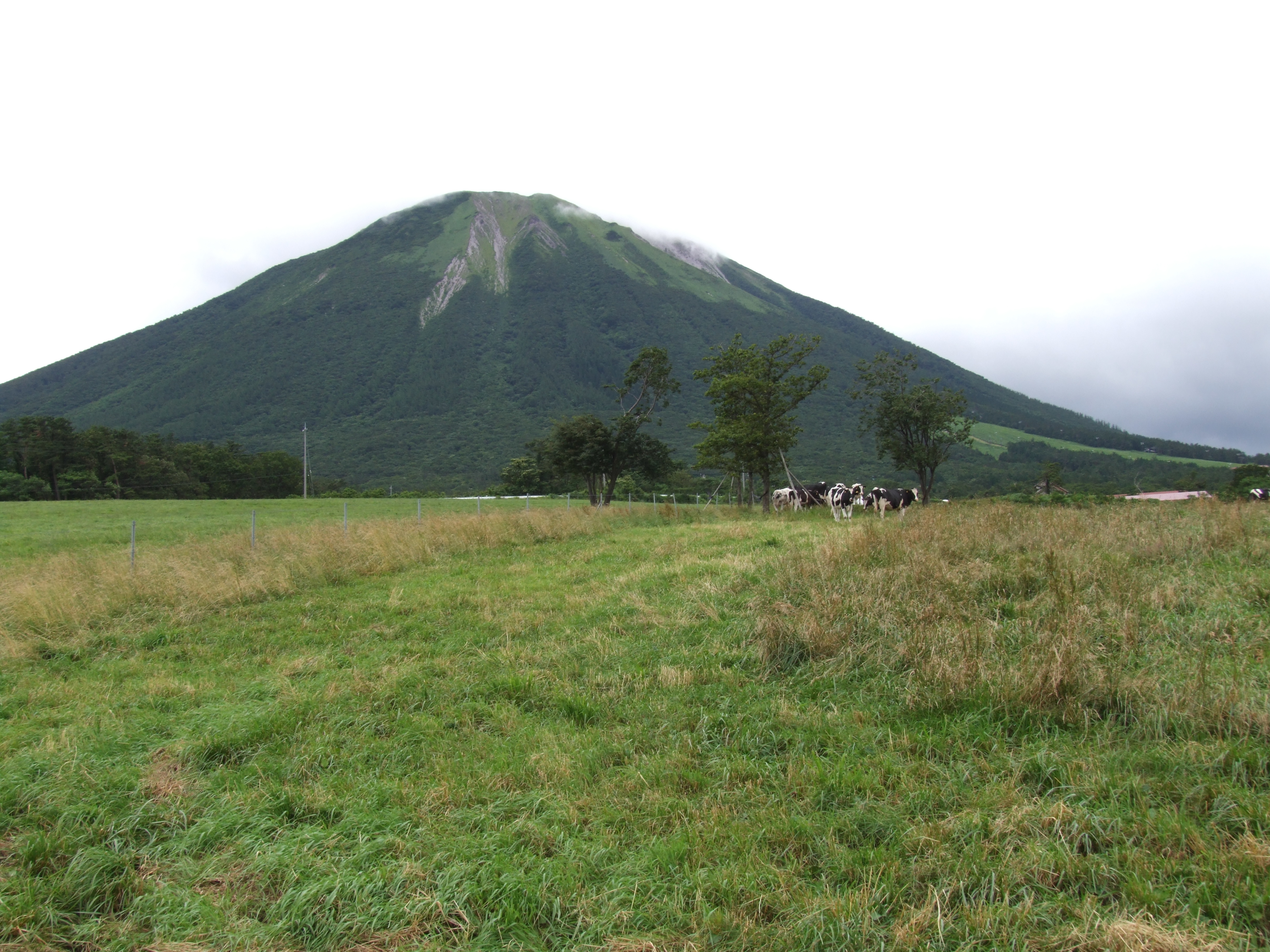 新緑の大山1