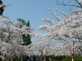 Yoneko Sakura Matsuri