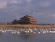 Tundra swan flew to the "Yonago Waterbird Park" Let's go to