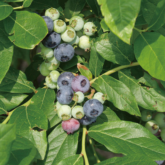 - Blueberry Farm - _icon Daisen