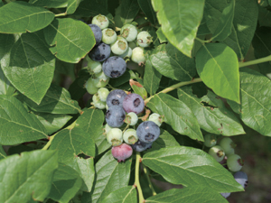 [Daisen] _1 Blueberry Farm