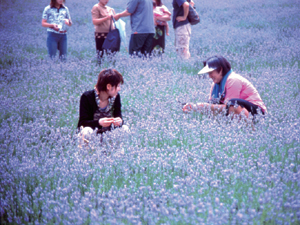 Lavender Harvest Festival [] _1 Hiruzen