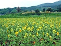 [Yonago - the ancient Roman road to visit the famous water _icon