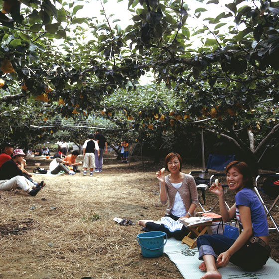 [Yonago - pear picking _icon