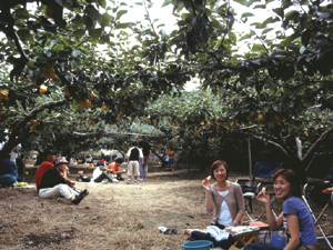 [Yonago - pear picking _1