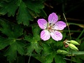 Flower Photos _icon Daisen