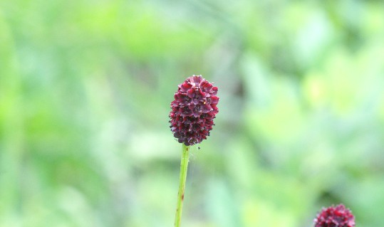 Flower Photos Daisen _3