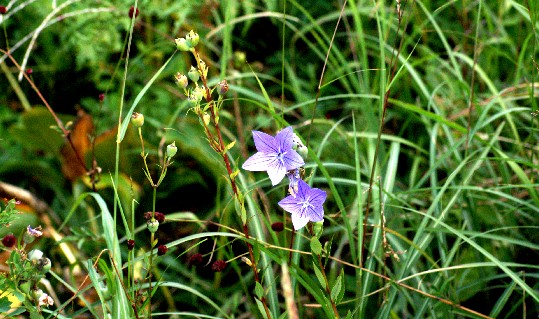 Daisen flower photo _4