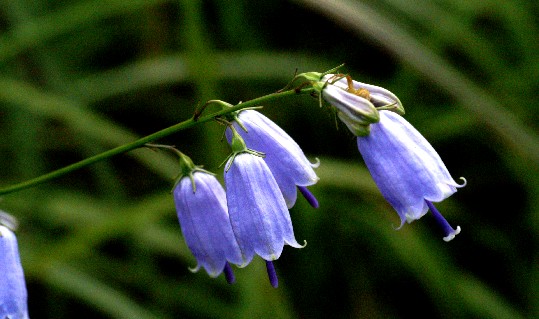 _5 Daisen Flower Photos