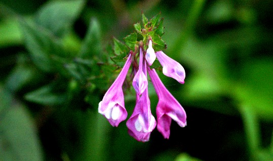 Flower Photos Daisen _6