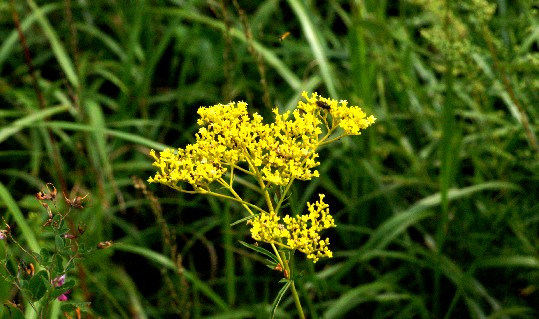 _7 Daisen Flower Photos