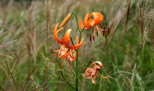 _9 Daisen Flower Photos