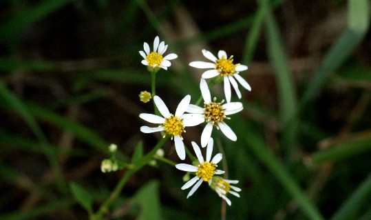 Flower Photos Daisen _10