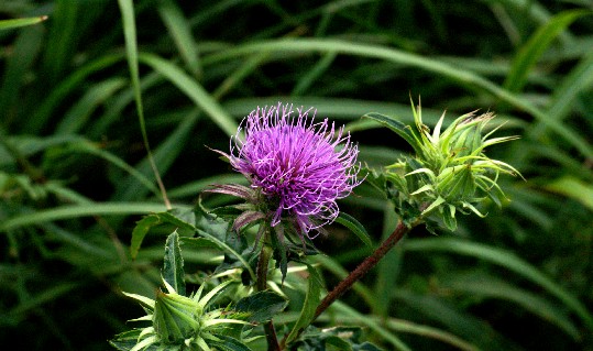 Flower Photos Daisen _11