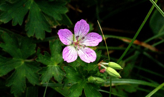 Flower Photos Daisen _12