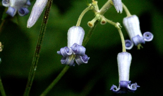 Flower Photos Daisen _13