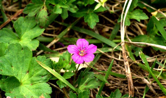 Flower Photos Daisen _14