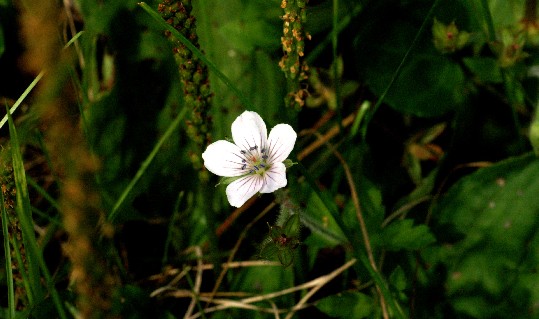 Flower Photos Daisen _15