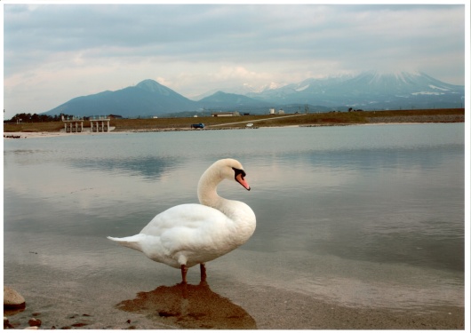 Yonago downtown tourist guide "Masu Takeshi Satoshi Mountain" _15 Gallery