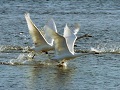 Yonago Waterbird Park (tundra swan) _icon