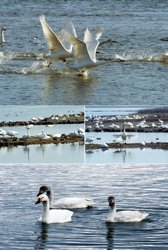 Yonago Waterbird Park (tundra swan) _1