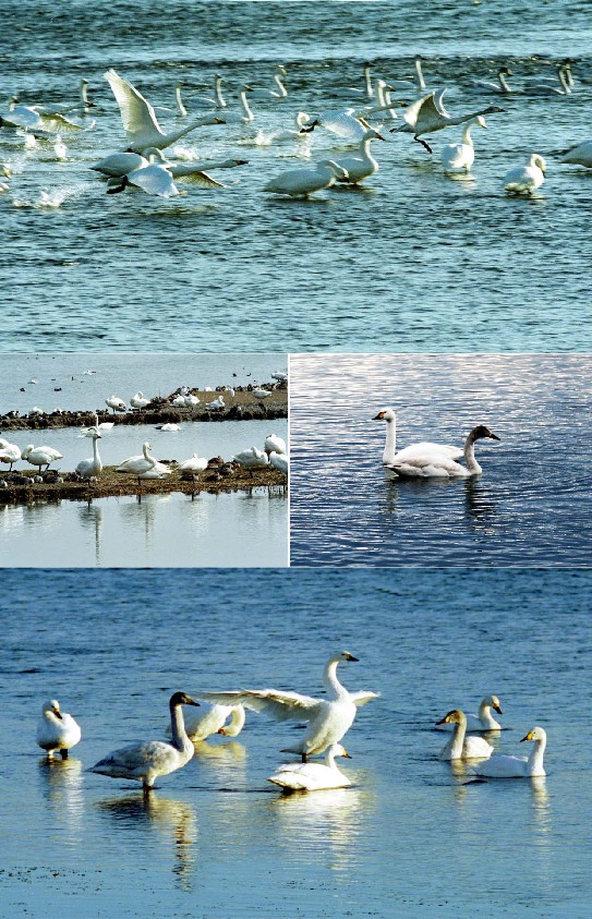 Yonago Waterbird Park (tundra swan) _2