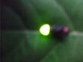 Let's play with the fireflies _icon