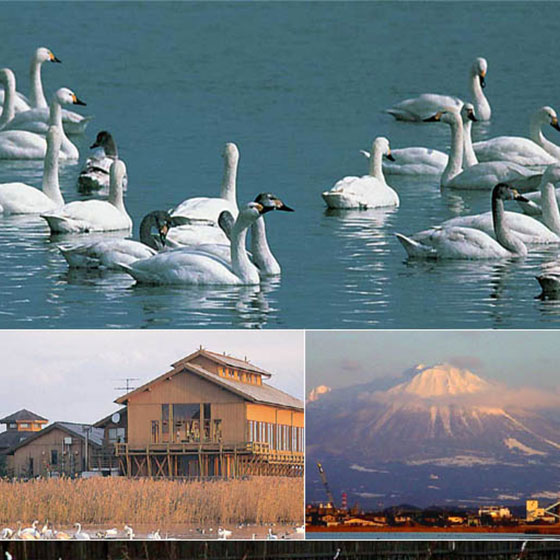 _icon Yonago Waterbird Park