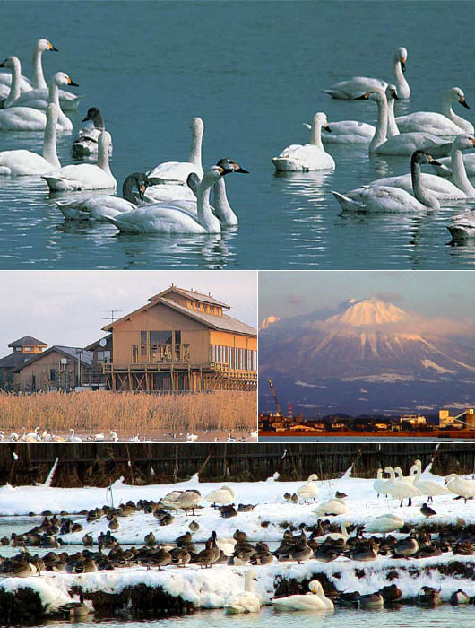 _1 Yonago Waterbird Park