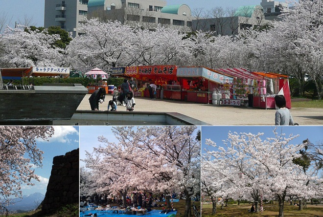 湊山公園桜資料