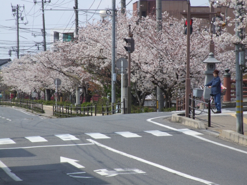 加茂川沿い桜