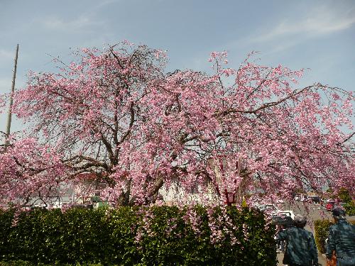 4月4日（木）現在1