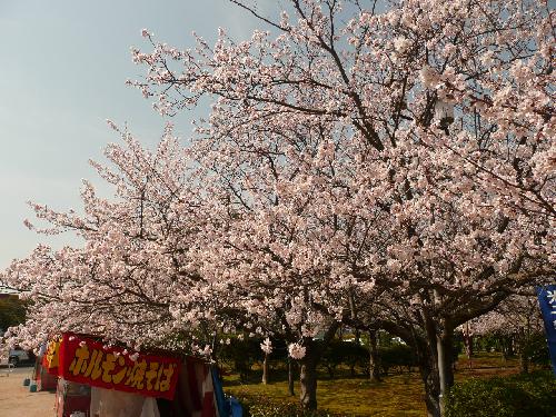 4月4日（木）現在5