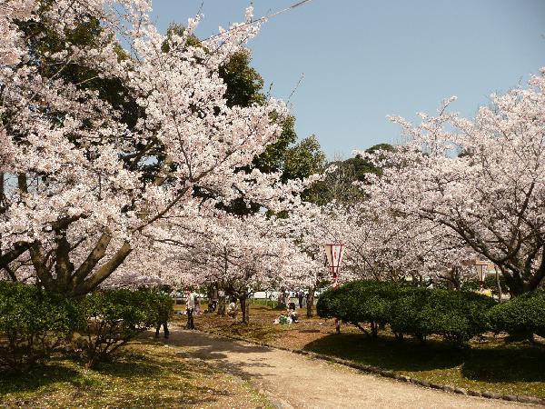 2014米子桜まつり3