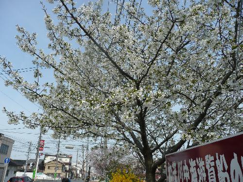 4月1日（4）加茂川