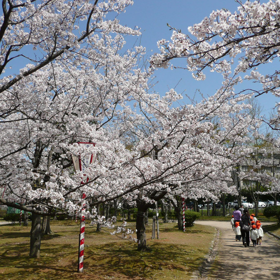 桜まつりアイコン