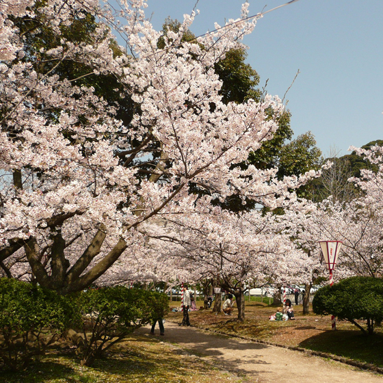 桜まつりアイコン2