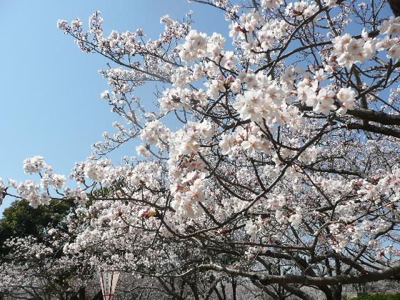 開花状況