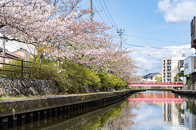 加茂川桜１