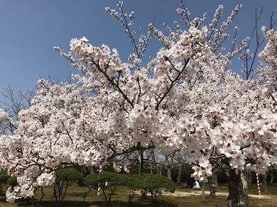 2019米子桜まつり2