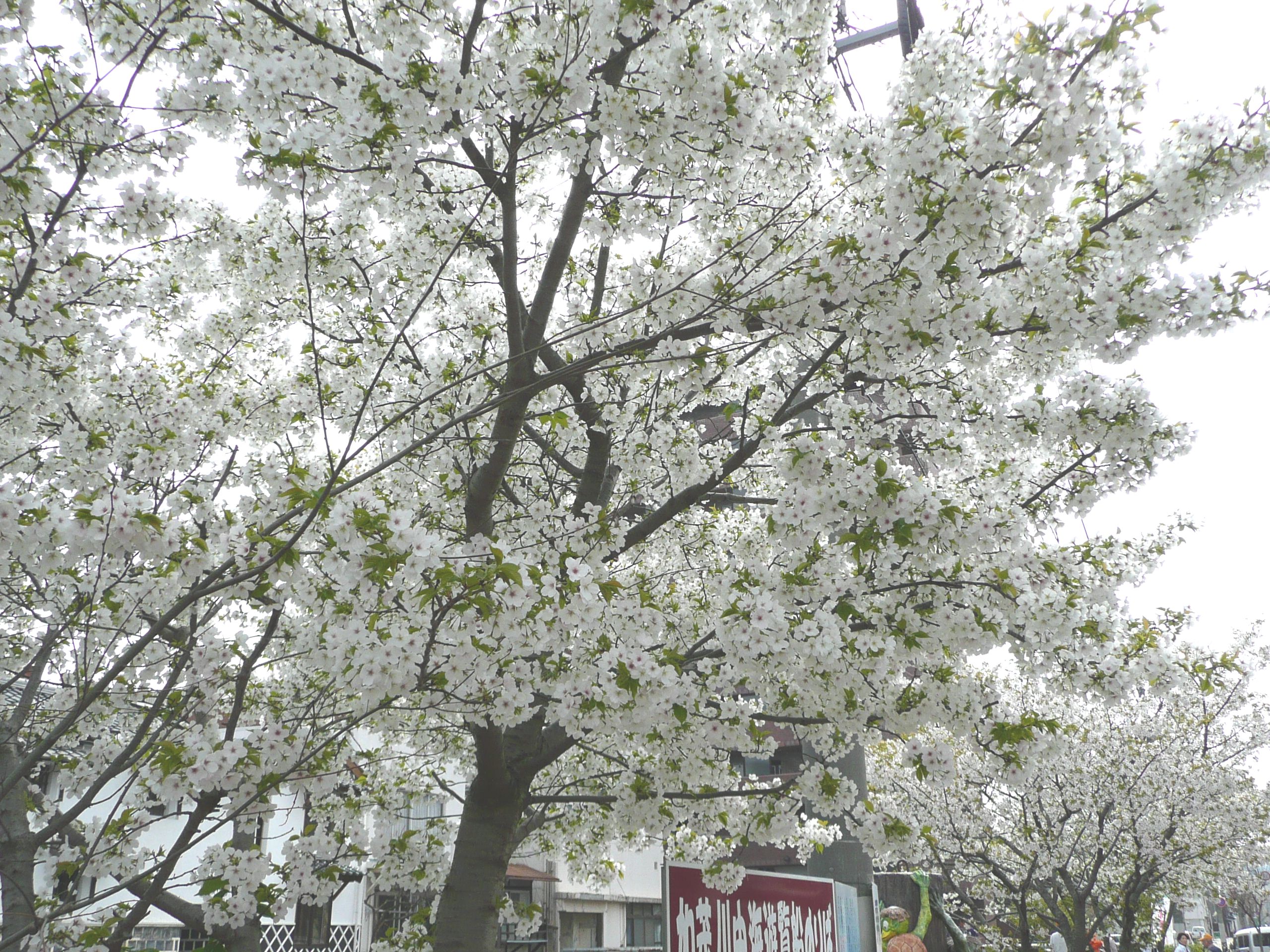 旧加茂川沿いの桜5