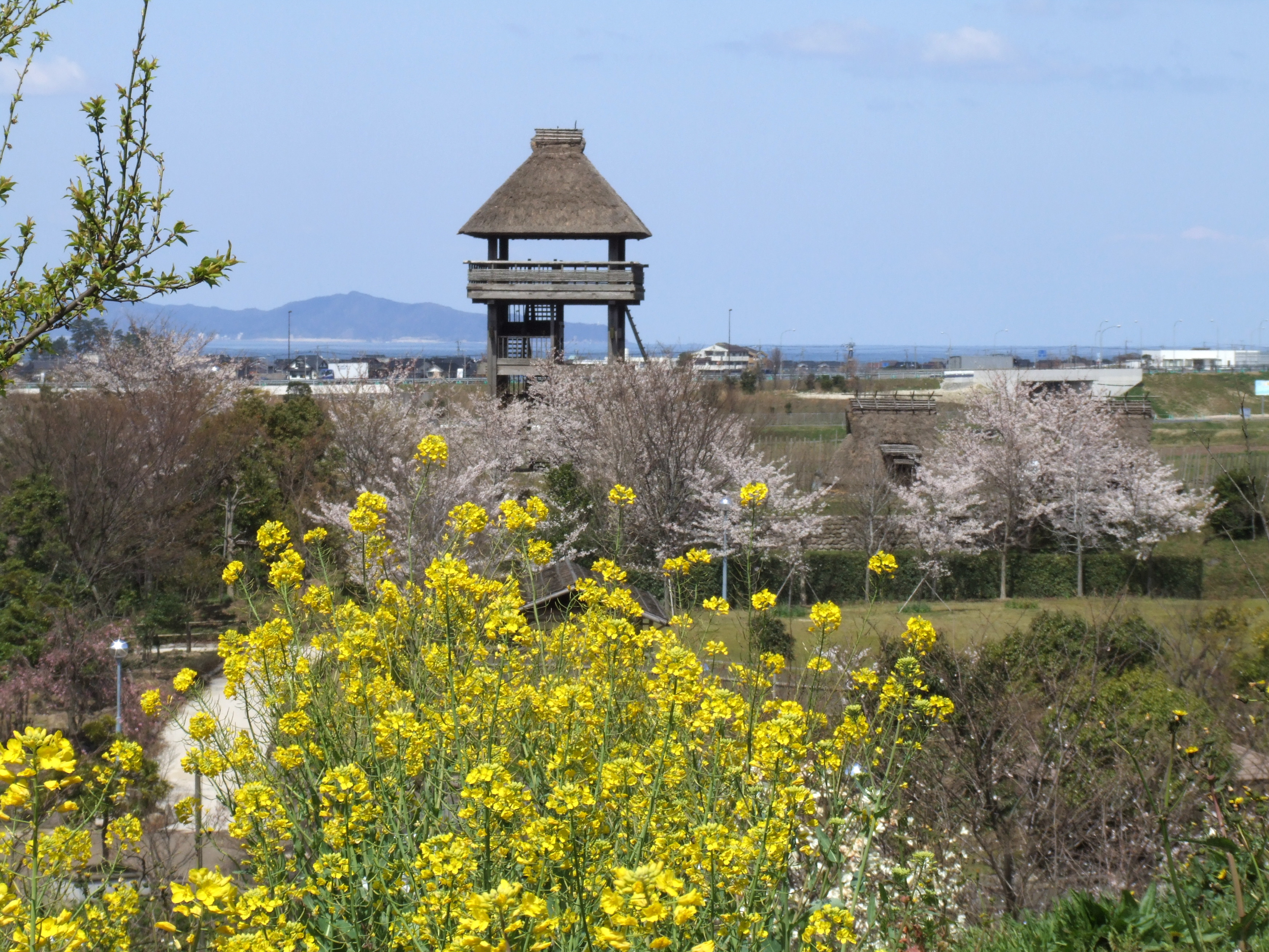 白鳳の里（伯耆古代の丘公園）の桜2