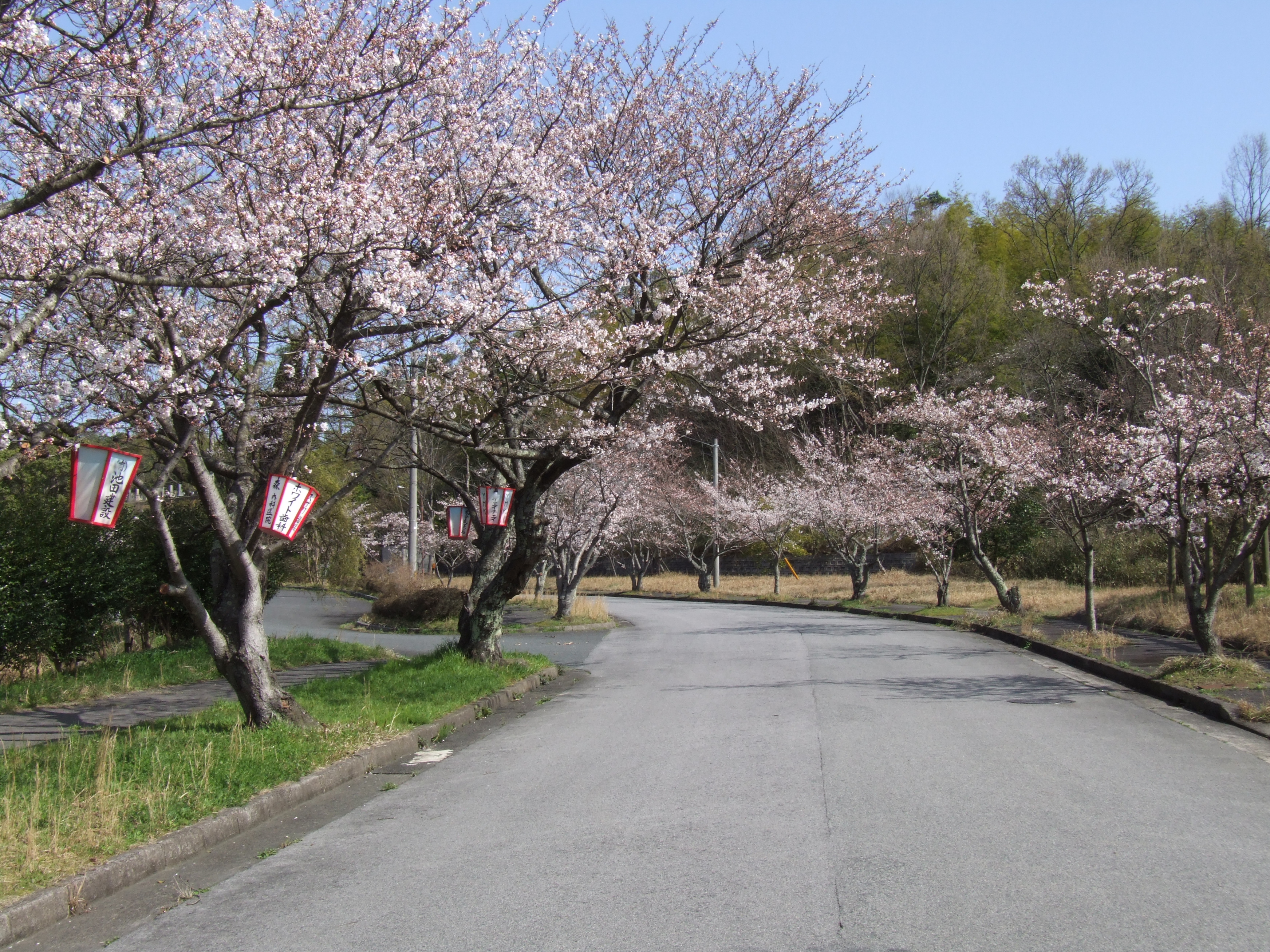 福市遺跡公園の桜