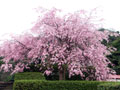 湊山公園の桜1_icon