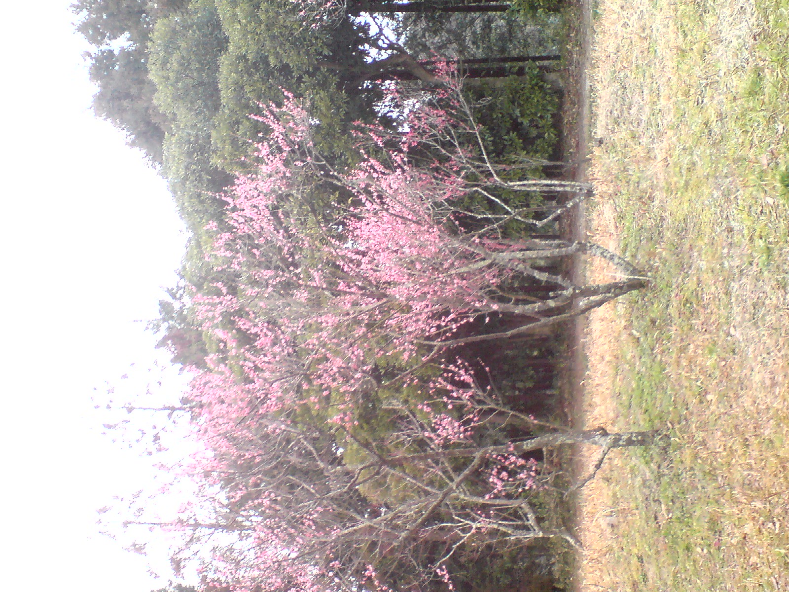 尾高 매원 (3 월)