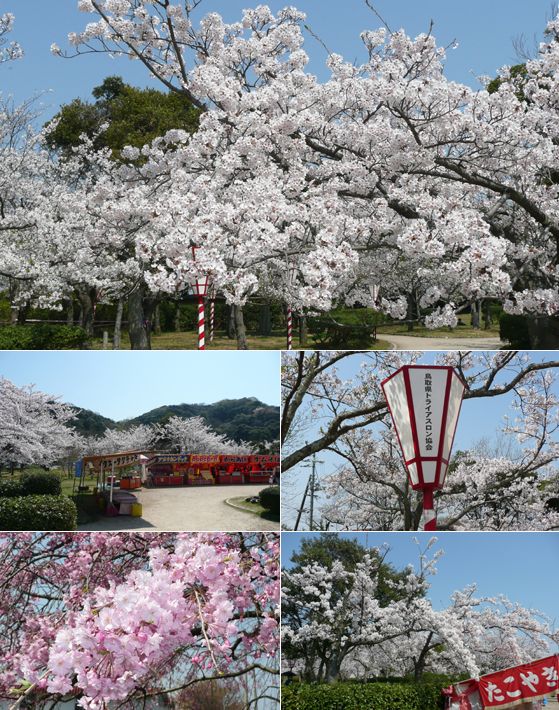 2013 Yonago 樱桃开花节 1