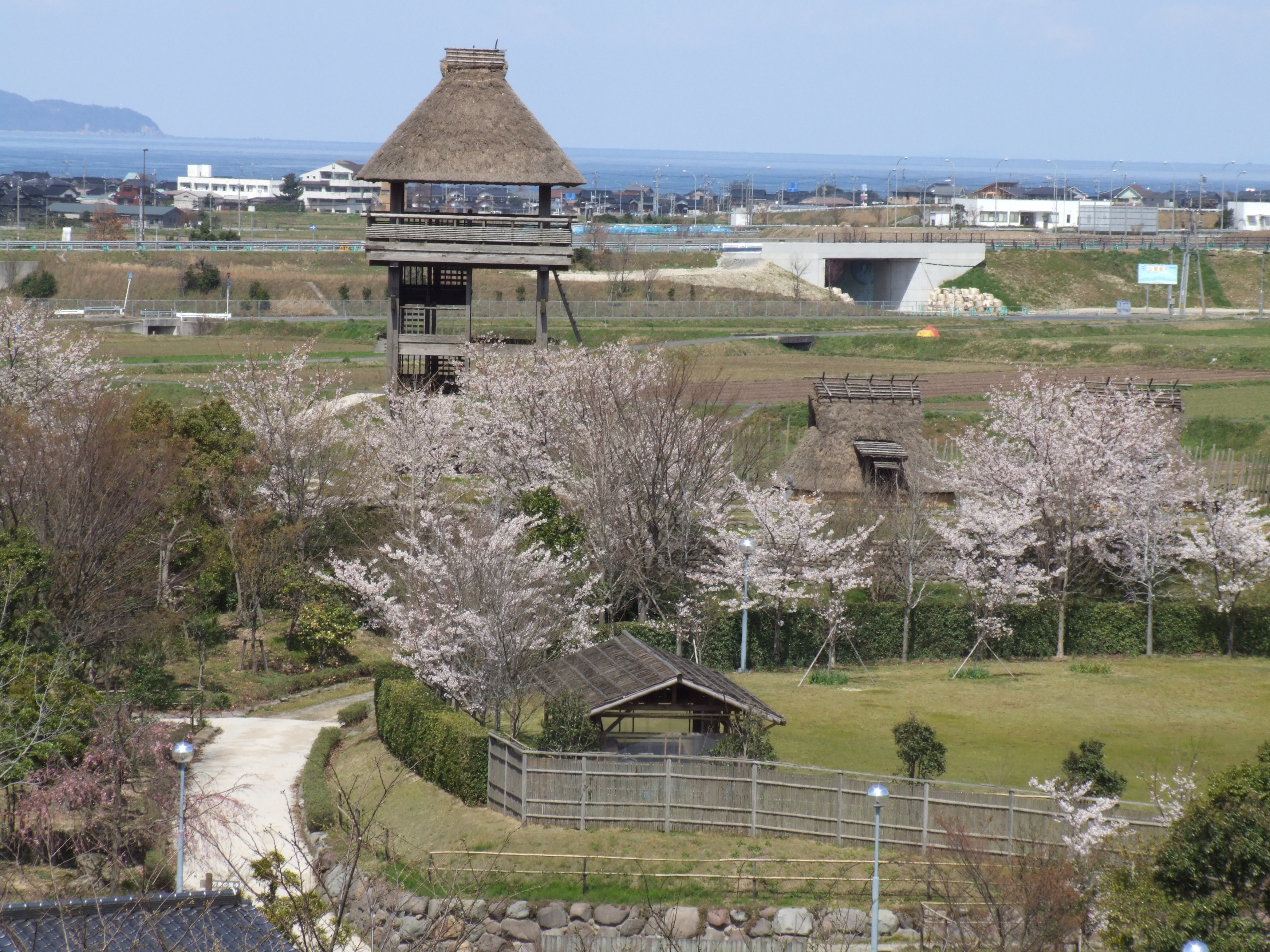 白鳳の里（伯耆古代の丘公園）の桜1