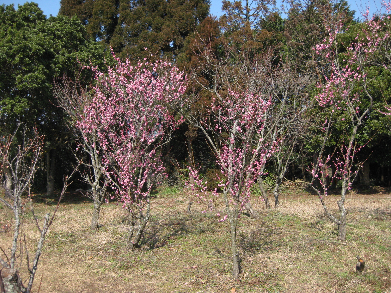 Odaka Umezono